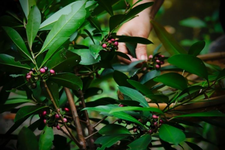 Wild berries are wild edibles