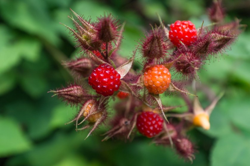 wild berries 